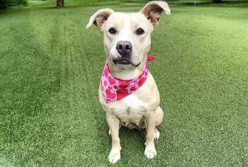 Labrador Retriever and Mixed Breed Dogs Available for Adoption - HONEY | PetCurious