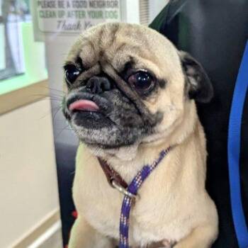 Pug Dogs Available for Adoption - Kratos | PetCurious
