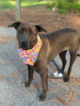 Mixed Breed Dogs Available for Adoption in Sumter, South Carolina - Remi | PetCurious
