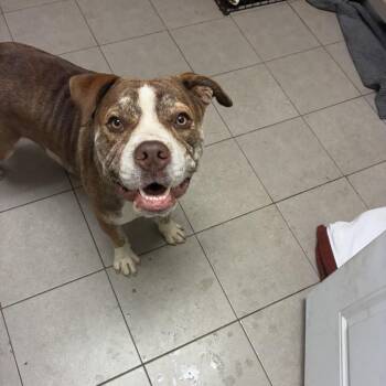 Finn 2201 -  English Bulldog Dog for Adoption in Kansas City, Missouri - Finn 2201 | PetCurious