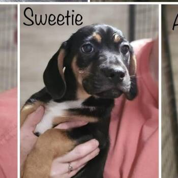 Rescue Mixed Breed Dogs for Adoption in Sweetwater, Tennessee - Sweetie | PetCurious