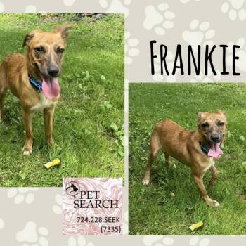 Rescue Mountain Cur and Mixed Breed Dogs for Adoption in Washington, Pennsylvania - Frankie | PetCurious