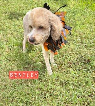 Bentley -  Cockapoo Dog for Adoption in Maitland, Florida - Bentley | PetCurious