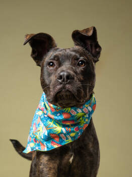 Rescue Pit Bull Terrier and Mixed Breed Dogs for Adoption in Atlanta, Georgia - Kibo | PetCurious