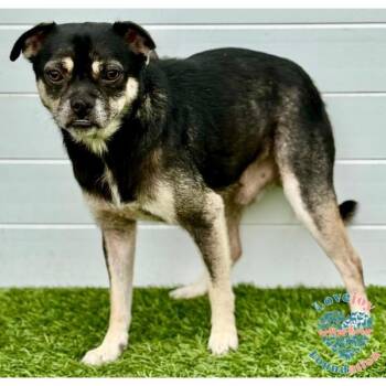 Rescue Puggle Dogs for Adoption in Inglewood, California - Einstein HB | PetCurious