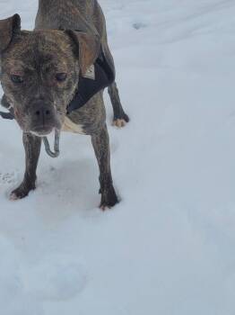 Pit Bull Terrier Dogs Available for Adoption - Brenda | PetCurious