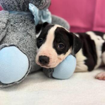 Zoe -  American Staffordshire Terrier and Mixed Breed Dog for Adoption in Tacoma, Washington - Zoe | PetCurious
