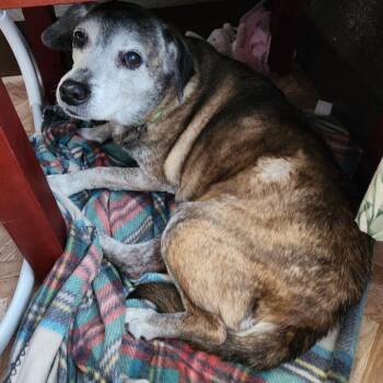 Beagle Dogs Available for Adoption - Lucy | PetCurious