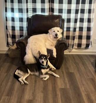 Dakota MV-T LOCAL Adoption Event in Marysville 7/24 -  Siberian Husky and German Shepherd Dog Dog for Adoption in Missouri City, Texas - Dakota MV-T LOCAL Adoption Event In Marysville 7/24 | PetCurious