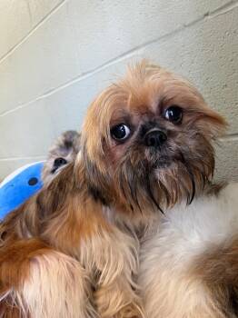 Wiggles -  Shih Tzu Dog for Adoption in Auburn, Indiana - Wiggles | PetCurious