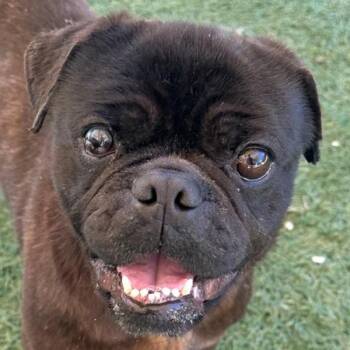 Pug Dogs Available for Adoption in Walnut Creek, California - Bluebell | PetCurious
