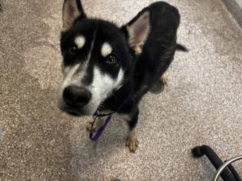 Rescue Siberian Husky Dogs for Adoption in Colorado Springs, Colorado - OKEECHOBEE | PetCurious