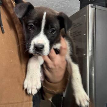 Barley -  German Shepherd Dog and Mixed Breed Dog for Adoption in Springboro, Ohio - Barley | PetCurious