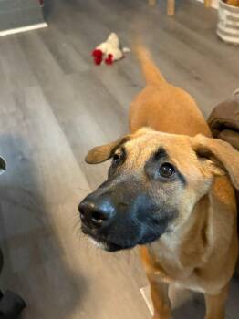 Rescue Belgian Shepherd Malinois and Labrador Retriever Dogs for Adoption in League City, Texas - Cliff | PetCurious