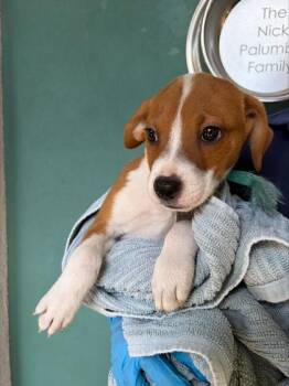 Dr Pepper -  Terrier and Mixed Breed Dog for Adoption in Honolulu, Hawaii - Dr Pepper | PetCurious