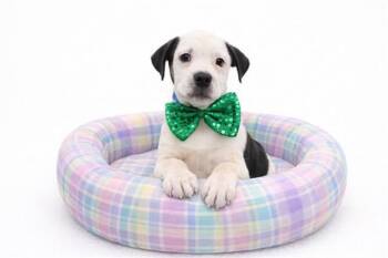 American Bulldog and Mixed Breed Dogs Available for Adoption - GARY | PetCurious