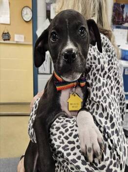 WENDELL -  Pit Bull Terrier and Mixed Breed Dog for Adoption in St. Louis, Missouri - WENDELL | PetCurious