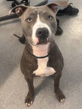 Rescue Mixed Breed Dogs for Adoption in West Chester, Pennsylvania - Yuki | PetCurious