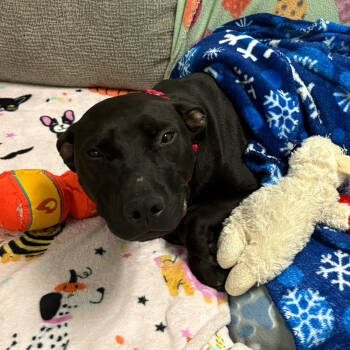 Rescue Mixed Breed Dogs for Adoption in Titusville, Florida - McGraw | PetCurious