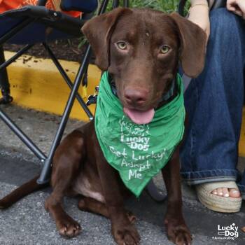 Spud -  Labrador Retriever Dog for Adoption in Washington, District Of Columbia - Spud | PetCurious