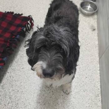 Archie Andrews -  Bernese Mountain Dog and Poodle Dog for Adoption in Muncie, Indiana - Archie Andrews | PetCurious