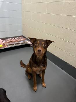 Rescue Doberman Pinscher Dogs for Adoption in Johnson City, Tennessee - Rolo | PetCurious