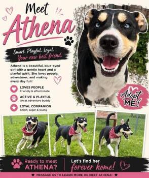 Athena -  Husky and Mixed Breed Dog for Adoption in Rensselaer, Indiana - Athena | PetCurious
