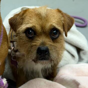 Mixed Breed Dogs Available for Adoption - 02/14/2026-Stray-Macon/MillerRoad-1 | PetCurious