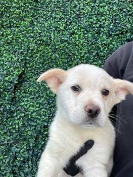 Akita and Mixed Breed Dogs Available for Adoption in El Paso, Texas - 60986989 | PetCurious
