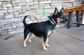Lucy -  Terrier and Mixed Breed Dog for Adoption in Yakima, Washington - Lucy | PetCurious