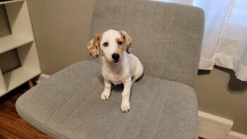 Ethel -  Dachshund and Corgi Dog for Adoption in Coatesville, Pennsylvania - Ethel | PetCurious