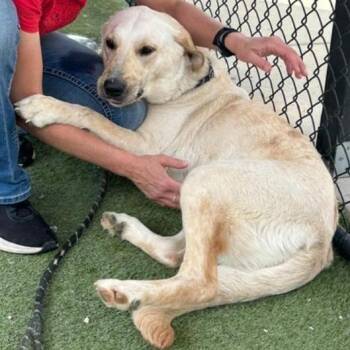 Snowball -  Golden Retriever and Labrador Retriever Dog Available for Adoption in Louisville, Kentucky - Snowball | PetCurious
