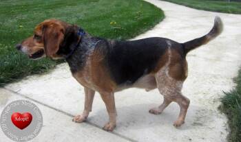 Beagle Dogs Available for Adoption in Sidney, Ohio - Calvin Yrly 145 | PetCurious
