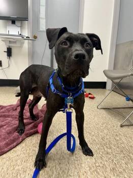 ISLE -  Pit Bull Terrier and Mixed Breed Dog for Adoption in Boston, Massachusetts - ISLE | PetCurious