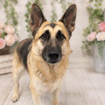 Mika 54183 -  German Shepherd Dog Dog for Adoption in Las Vegas, Nevada - Mika 54183 | PetCurious