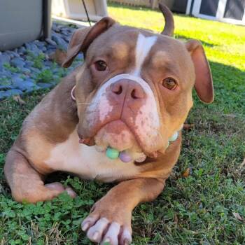 Rescue American Staffordshire Terrier and English Bulldog Dogs for Adoption in Zuni, Virginia - Biscuit | PetCurious
