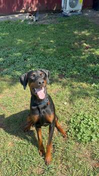 Carmine -  Doberman Pinscher Dog for Adoption in Fleetwood, Pennsylvania - Carmine | PetCurious