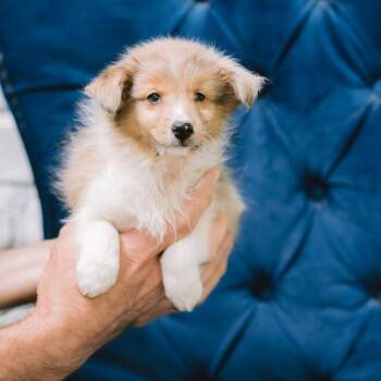 Shetland Sheepdog Sheltie Dogs Available for Adoption in Zionsville, Indiana - Eevee | PetCurious