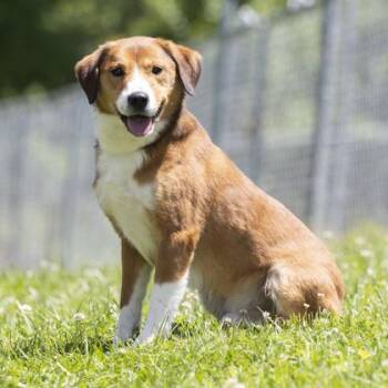 Todd -  Terrier Dog for Adoption in Bedford, Indiana - Todd | PetCurious