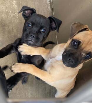 LIQUORICE -  Pug and Mixed Breed Dog for Adoption in Tustin, California - LIQUORICE | PetCurious