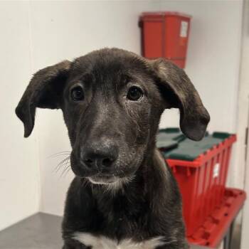 Black Labrador Retriever Dogs Available for Adoption - Juliette | PetCurious