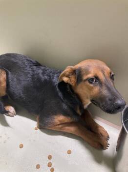 Rescue Shepherd Dogs for Adoption in Thousand Oaks, California - Mia -- URGENT | PetCurious