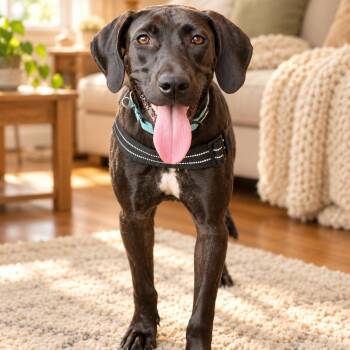 Rue -  Black Labrador Retriever Dog for Adoption in Lehigh Acres, Florida - Rue | PetCurious