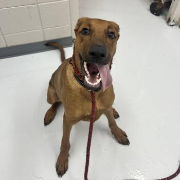 Finch -  Mixed Breed Dog for Adoption in Huntsville, Alabama - Finch | PetCurious