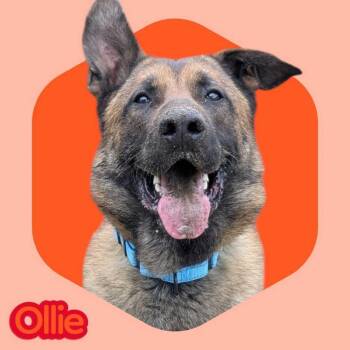 Ollie -  German Shepherd Dog and Belgian Shepherd Malinois Dog for Adoption in Manchester, New Hampshire - Ollie | PetCurious