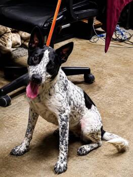 OREO -  Australian Cattle Dog Blue Heeler Dog for Adoption in Vaughan, Ontario - OREO | PetCurious