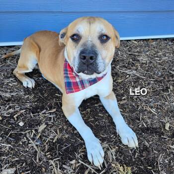 Leo -  Mixed Breed Dog for Adoption in Madisonville, Tennessee - Leo | PetCurious
