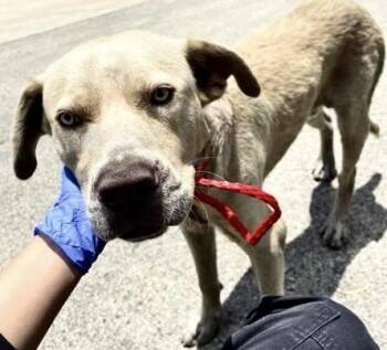 A658519 -  Pit Bull Terrier and Mixed Breed Dog for Adoption in Houston, Texas - A658519 | PetCurious