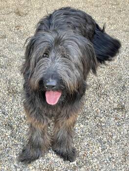 Poodle Dogs Available for Adoption - Wookie | PetCurious