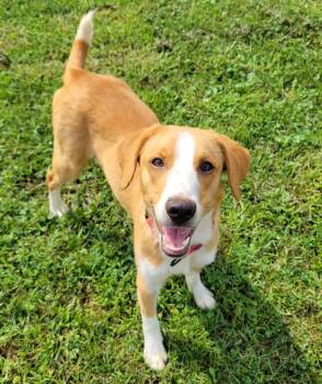 Rosie -  Beagle and Labrador Retriever Dog for Adoption in Lisbon, Ohio - Rosie | PetCurious